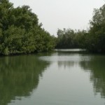 Mangrovie1