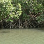 Mangrovie2